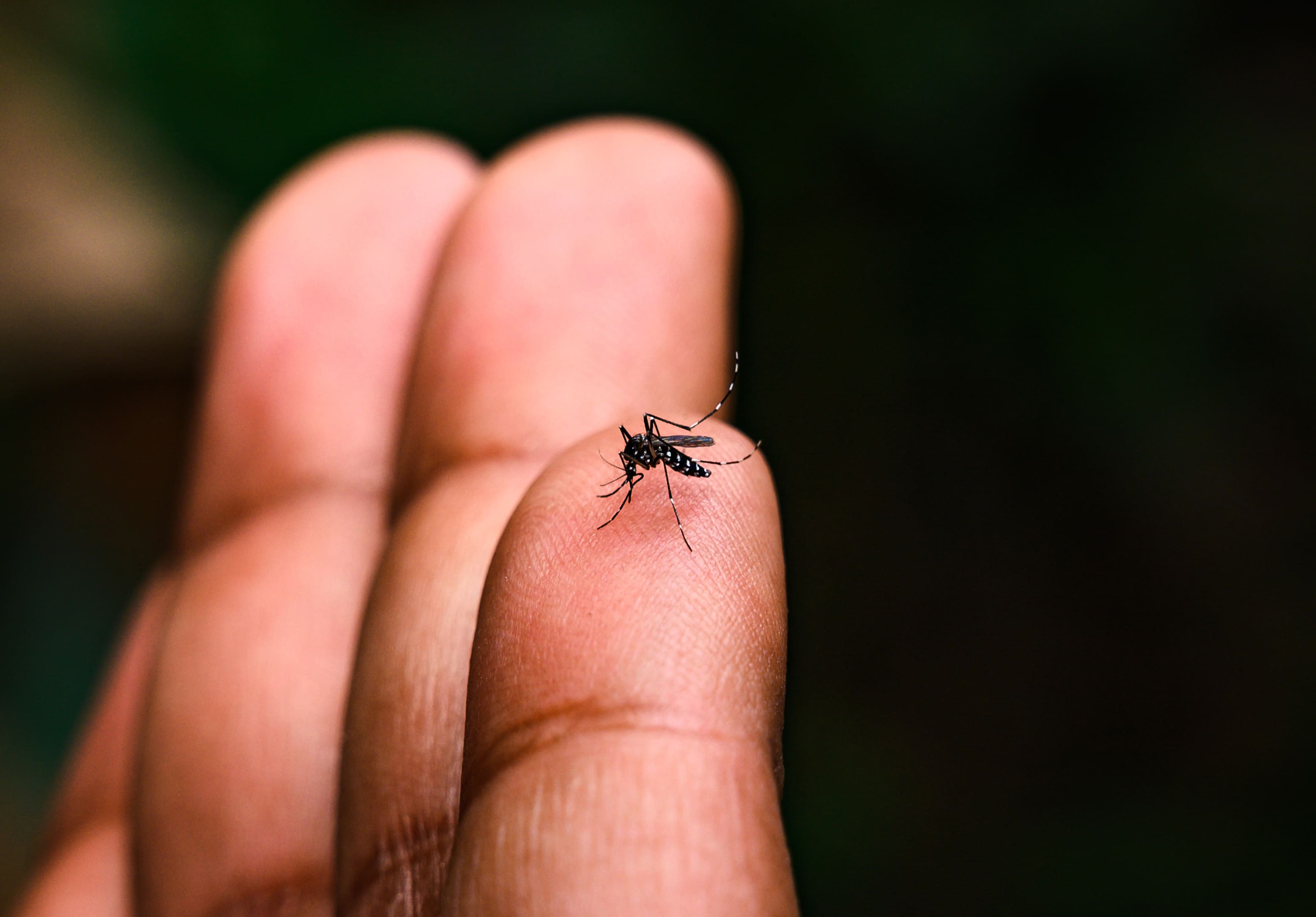 Veja como é feito o teste de dengue e a importância do diagnóstico precoce